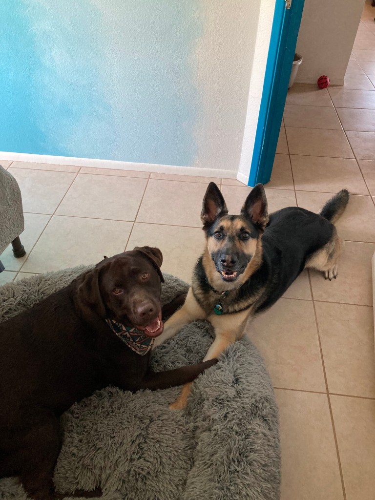 Two dogs facing each other laying down on a dog bed.